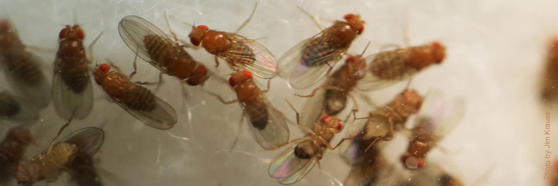 Several fruit flies with red eyes were photographed by Jim Krause.