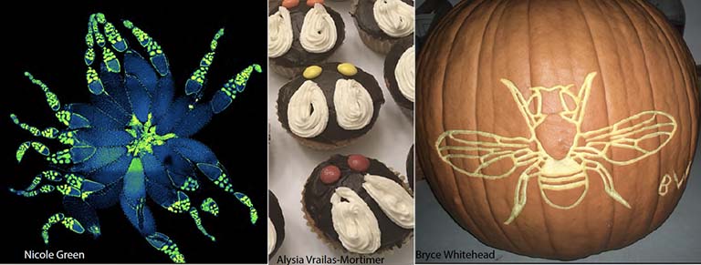Three "fly art" images:  microscope view of fly parts arranged like a daisy, chocolate cupcakes iced to look like fly eyes and wings, and a fly design carved into a pumpkin.
