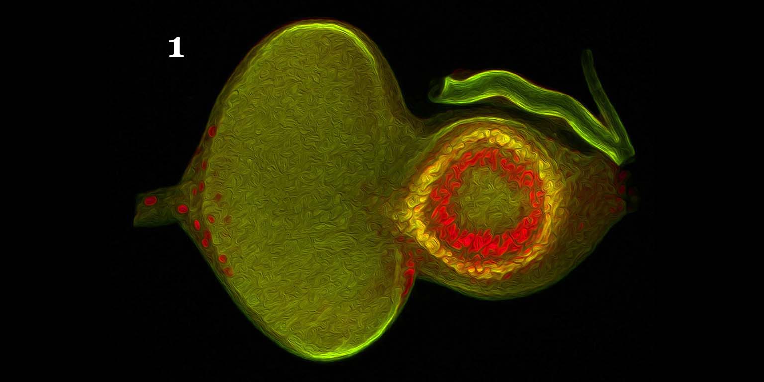 A confocal image of a third instar Drosophila eye-antennal disc (green) in which transcription of the antennal and head capsule selector genes cut (red) and Lim1 (yellow) are restricted to the antennal disc via transcriptional repression by the retinal determination network. A set of migrating glial cells express cut and are seen entering the eye field through the optic stalk. 
