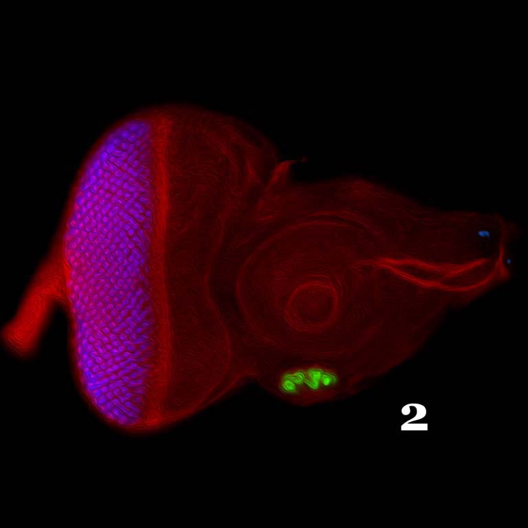 Light microscope image of a Drosophila eye-antennal disc. The forced expression of the transcription factor, sine oculis, induces the formation of an extra eye (green) within the antennal field indicating that it controls all of eye/lens development.
