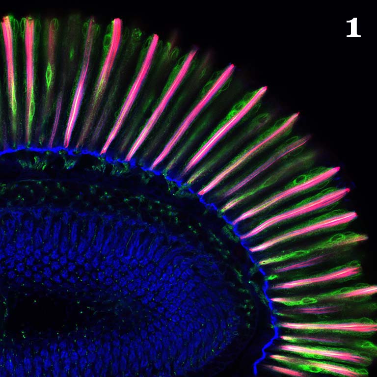 Cross section of an adult Drosophila retina.