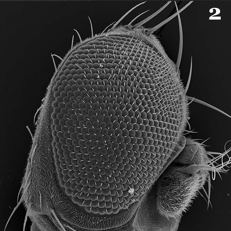 A fruit fly's compound eye is made up of hundreds of unit eyes called ommatidia, which are primarily composed of light-sensing photoreceptor cells.